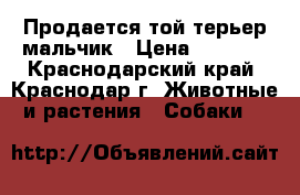 Продается той-терьер мальчик › Цена ­ 8 500 - Краснодарский край, Краснодар г. Животные и растения » Собаки   